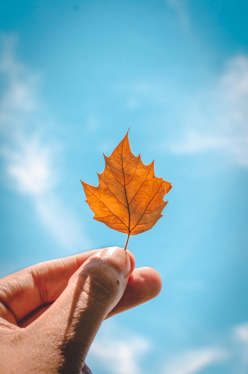 秋季黄叶背景高清JPG摄影素材，精选风景图片设计下载