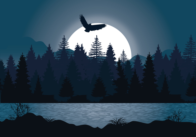 深夜森林矢量背景，高清JPG摄影风景素材，AI格式设计资源下载