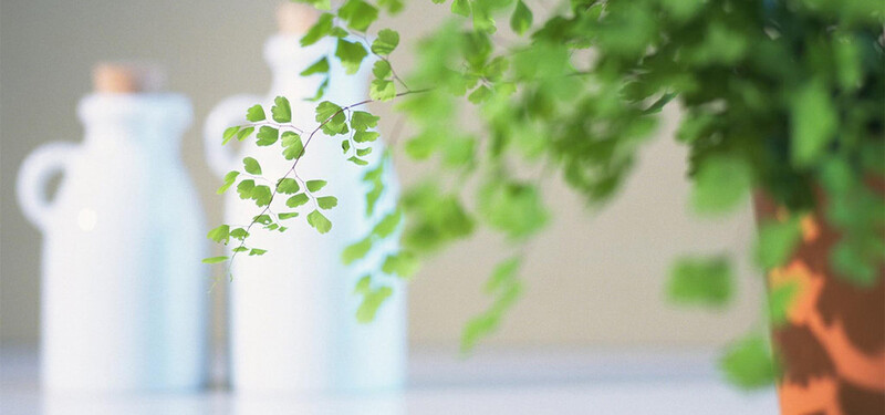 小清新绿植牛奶瓶桌面背景图，淘宝高清JPG素材下载