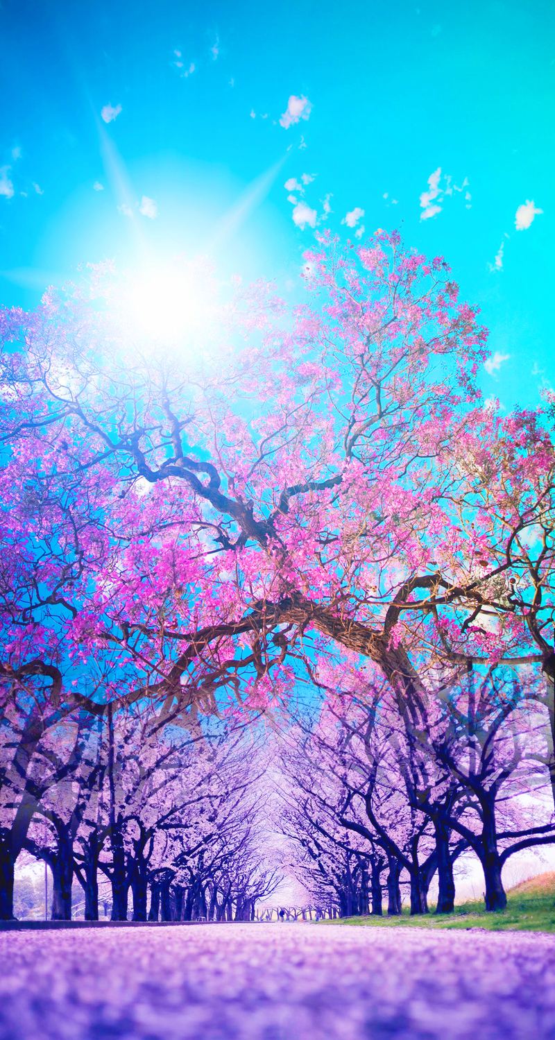 樱花节春游海报背景，高清JPG/PSD素材，免费下载