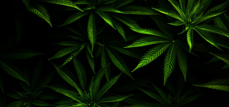 热带树叶高清背景图，JPG摄影素材，风景设计一键下载