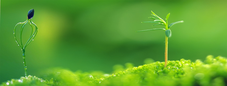 春意盎然绿芽含露，朦胧水珠点缀清新，高清JPG风景摄影/PSD设计素材下载