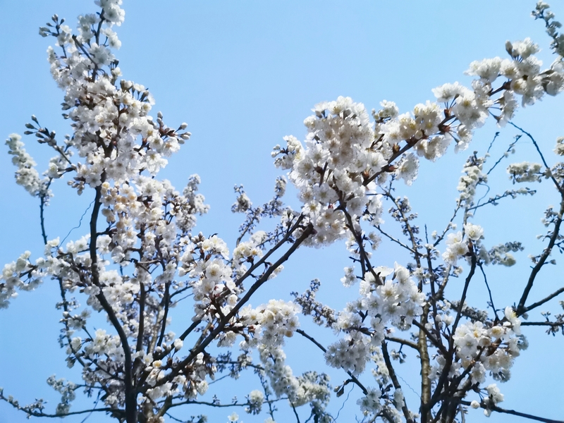 春风拂面梨花开，高清JPG摄影美景素材下载