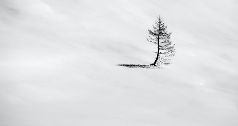孤独雪地树影，高清JPG摄影作品，免费下载风景图片设计素材