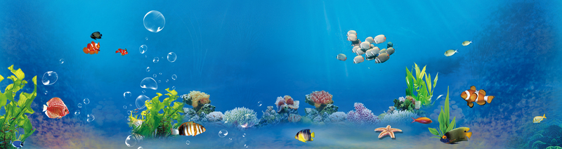 海洋生物高清JPG图片，摄影美景PSD素材免费下载