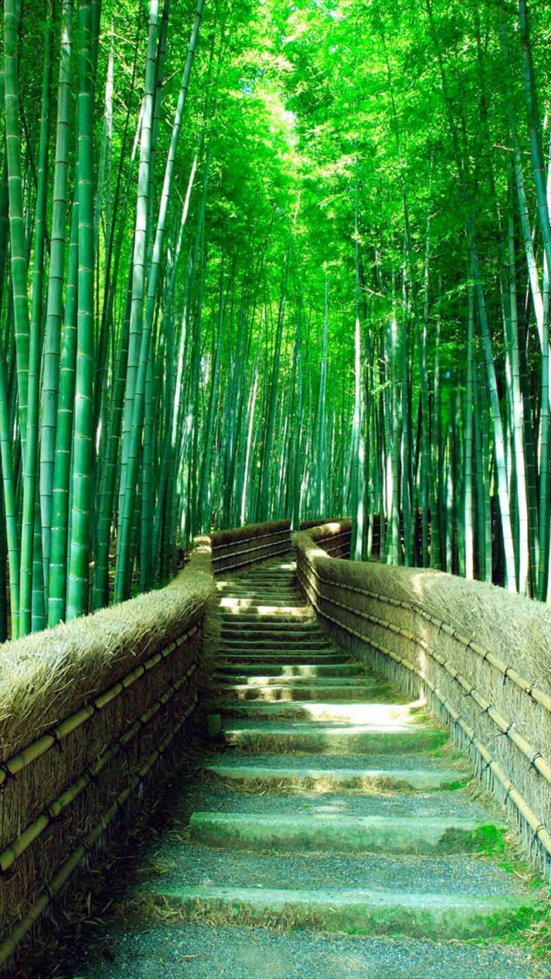竹海阶梯美景，高清H5背景JPG摄影图/精美风景设计素材下载
