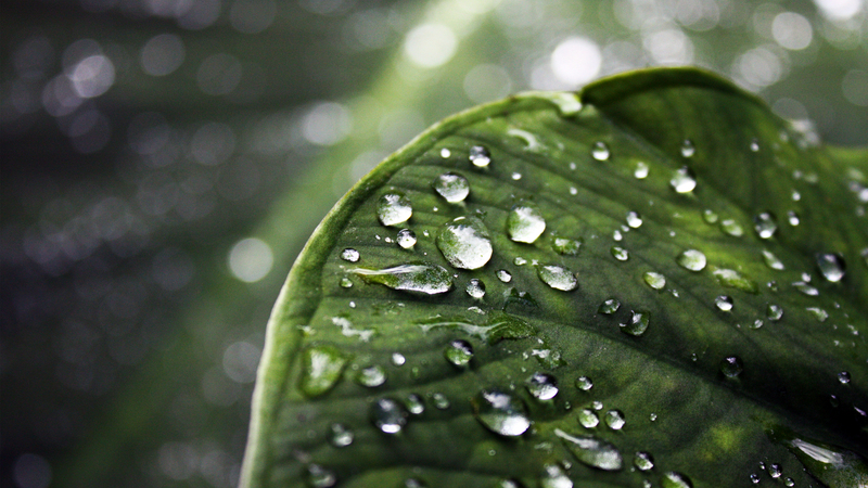 雨后叶露高清JPG摄影，自然风景图片素材下载