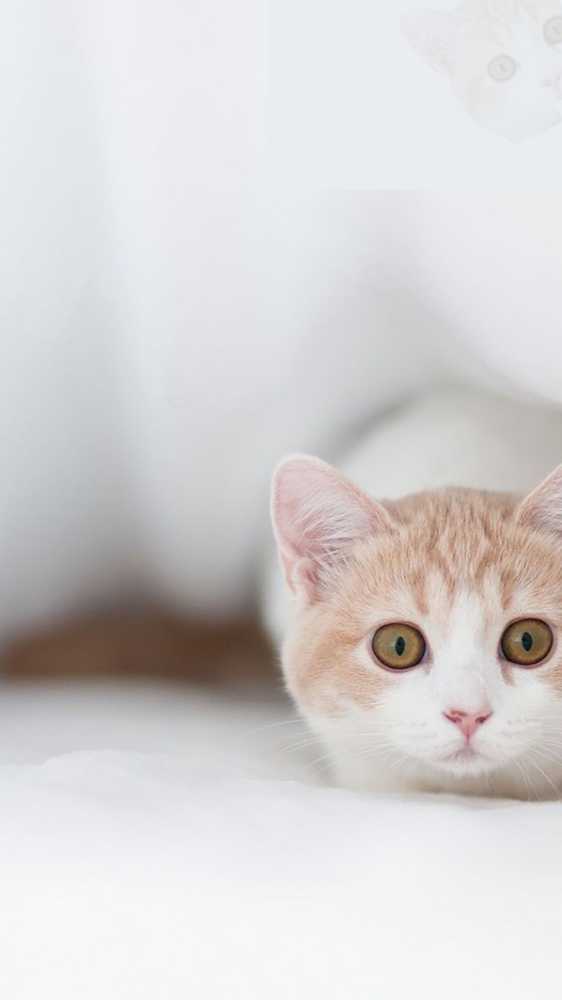 动物猫咪高清JPG摄影素材，风景PSD设计元素免费下载
