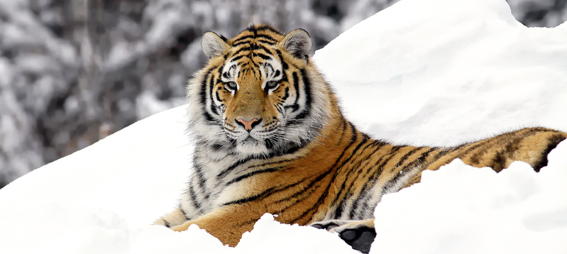 雪地猛虎背景图，高清JPG摄影素材，风景设计专享下载