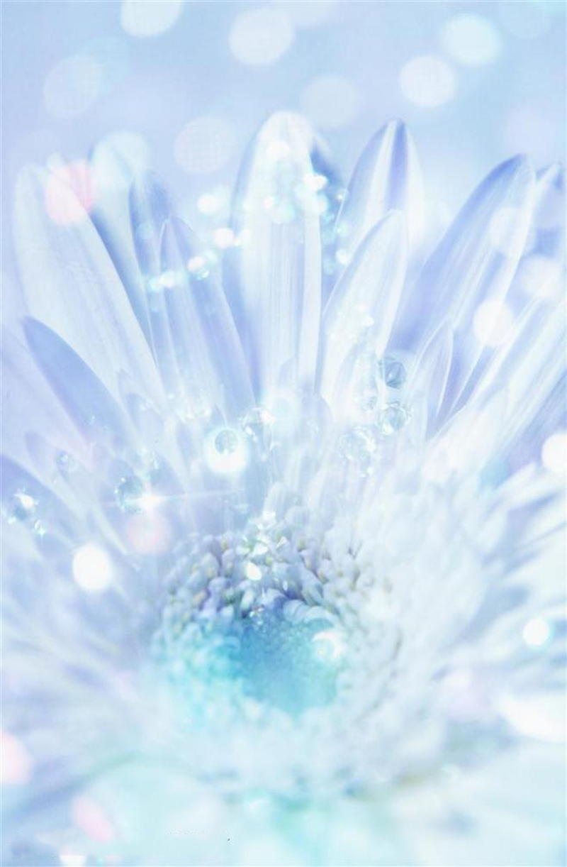 唯美菊花背景图，高清JPG摄影/PSD设计素材免费下载
