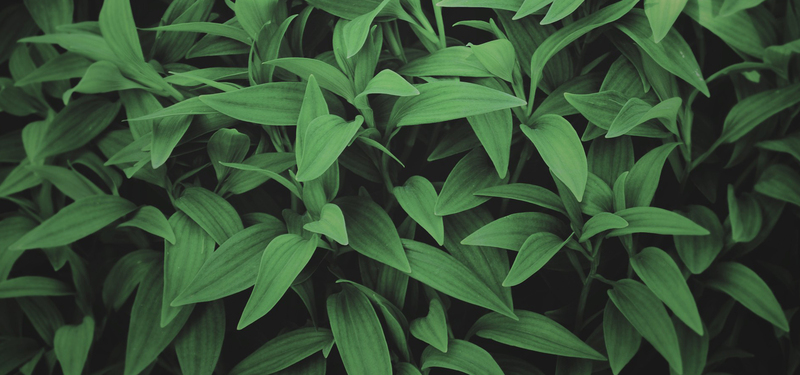 高清JPG植物背景图，摄影美景素材，免费下载设计资源