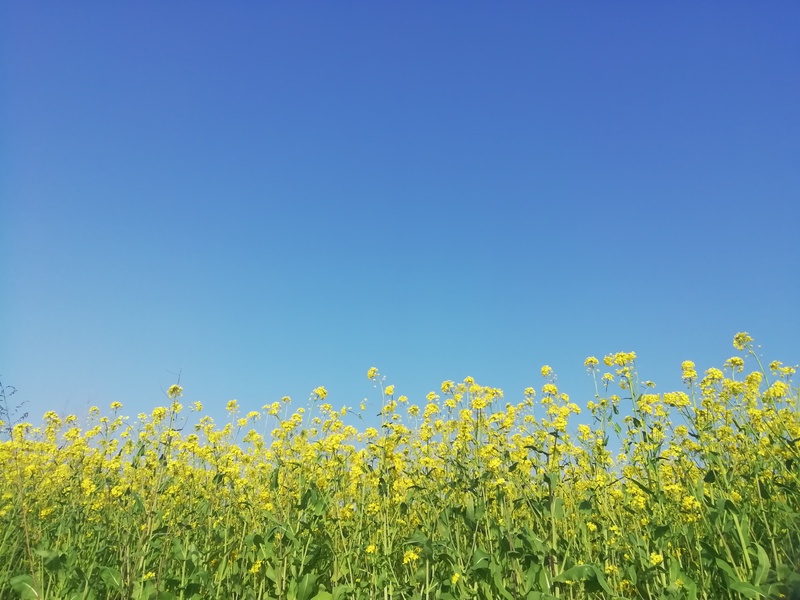蓝天映衬油菜花海，绝美高清JPG摄影图/风景设计素材下载