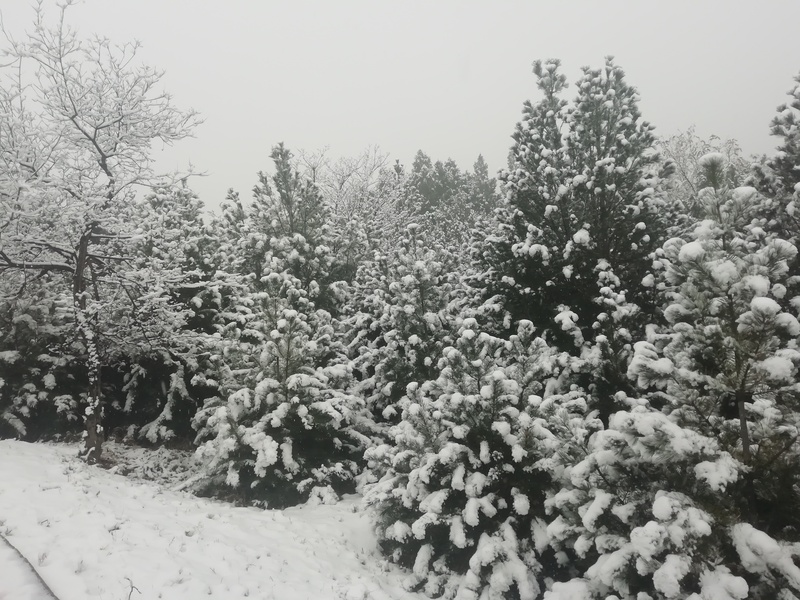 暮色雪舞静谧美景，高清JPG风景摄影素材下载