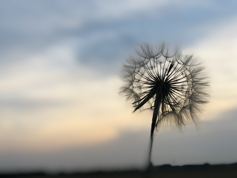 蒲公英之约，精选高清JPG摄影，唯美风景图片设计素材下载