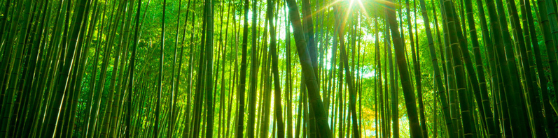清新竹林背景JPG摄影素材，高清风景图片，免费下载设计资源