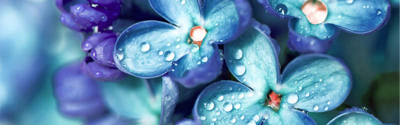雨后蓝紫花卉水珠特写，高清JPG摄影素材，风景设计下载