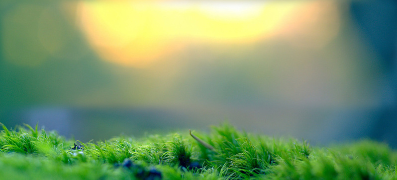 苔藓背景高清JPG摄影素材，风景图片设计下载