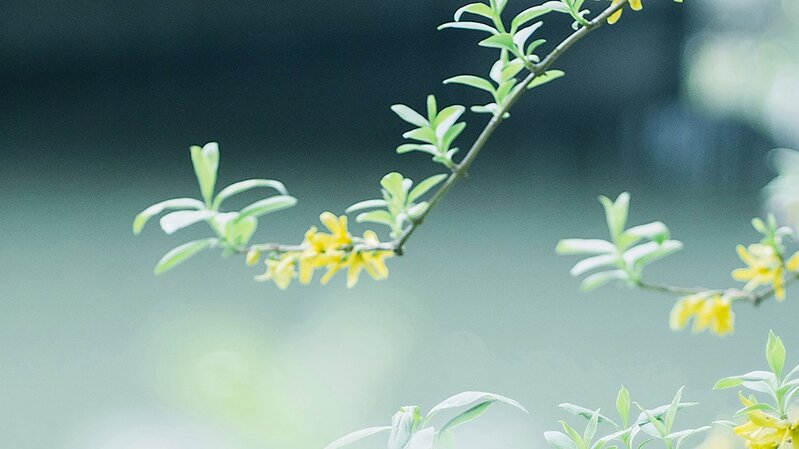 小清新花草背景摄影，高清JPG图片与风景设计素材下载