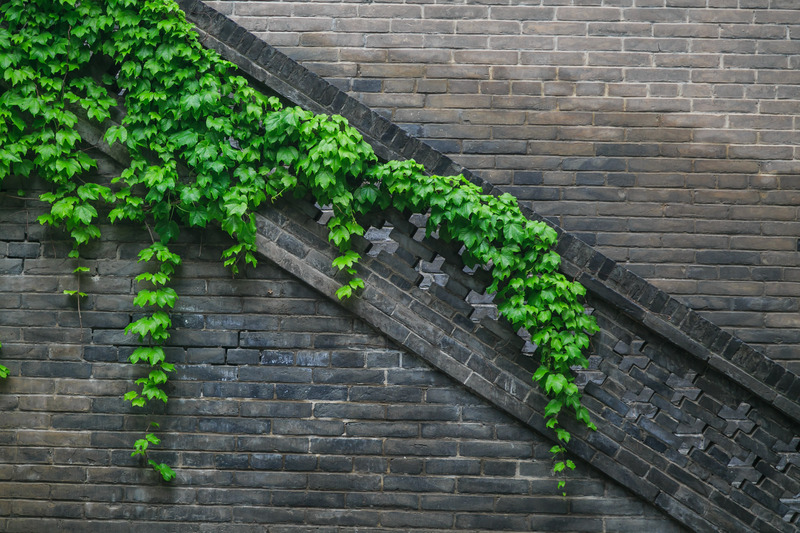 爬山虎满墙盛景，高清JPG摄影素材，风景图片设计免费下载
