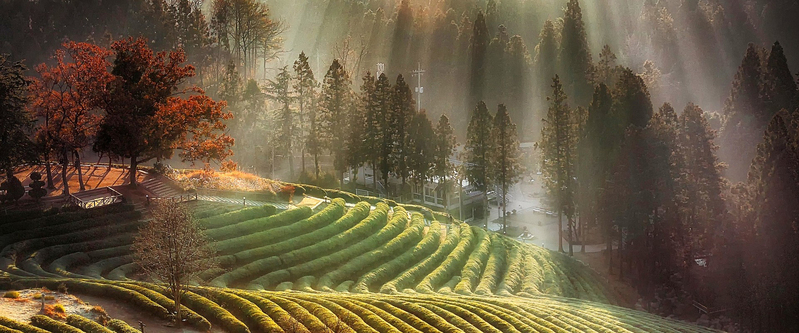 大气茶园风光JPG高清摄影，创意背景图片素材，免费下载