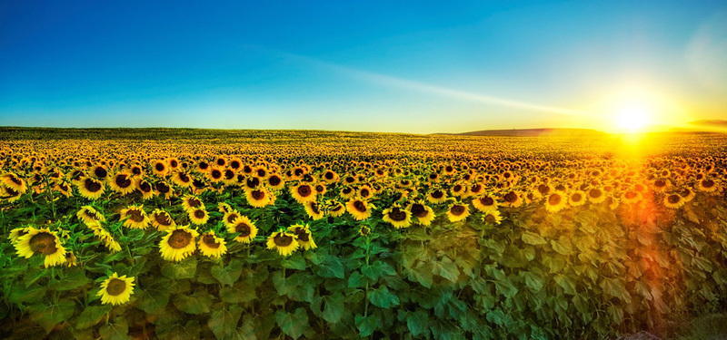 夕阳余晖向日葵背景，高清JPG风景摄影素材下载