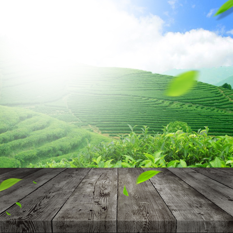 绿色茶园PSD分层主图背景，高清JPG茶叶风景摄影素材下载