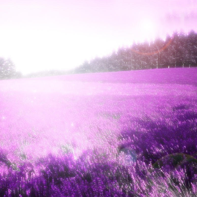 紫色薰衣草梦幻背景，唯美高清JPG/PSD设计素材下载