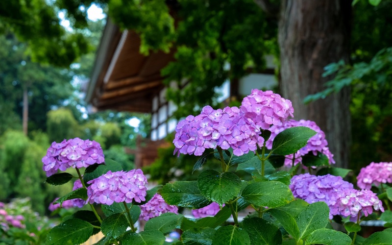 紫色绣球花之美，水滴高清JPG摄影，风景图片素材免费下载