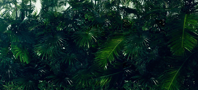 淘宝背景图，热带植物高清JPG摄影素材，风景图片设计免费下载