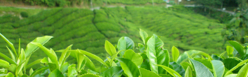 茶园美景摄影，高清JPG背景图片，设计素材随心下载