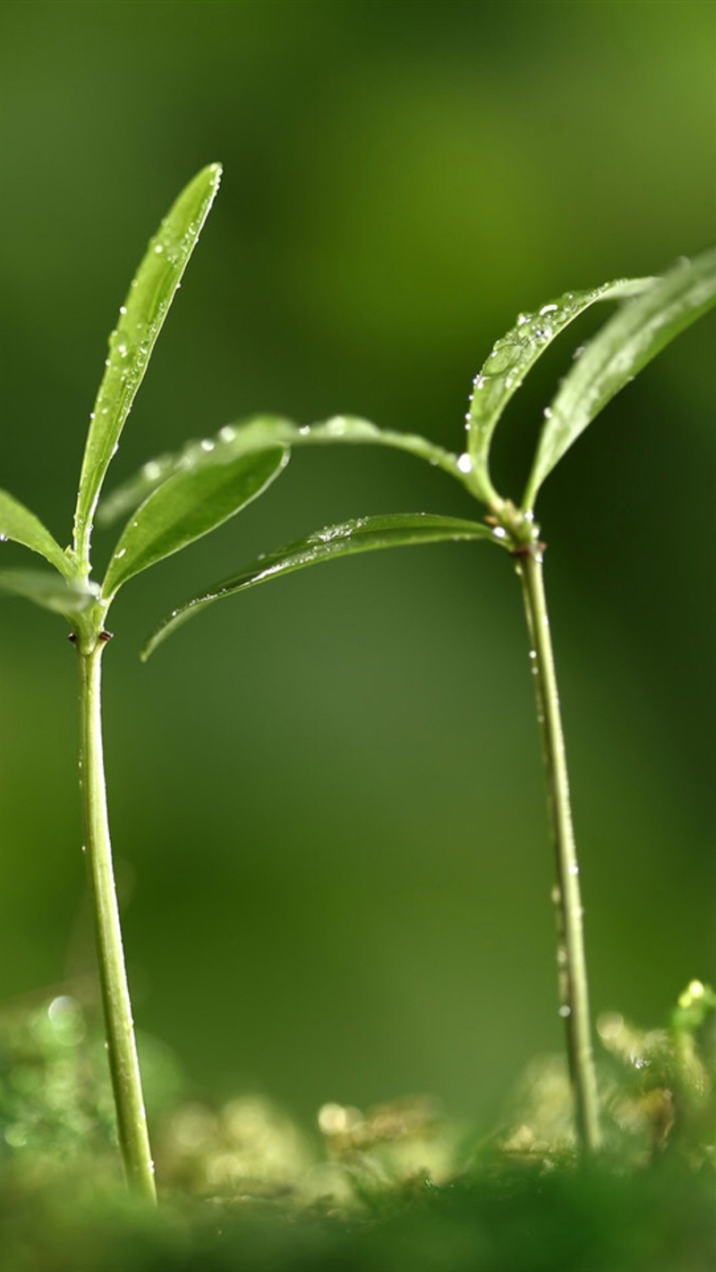 高清JPG植物绿草H5背景图片，摄影风景素材免费下载