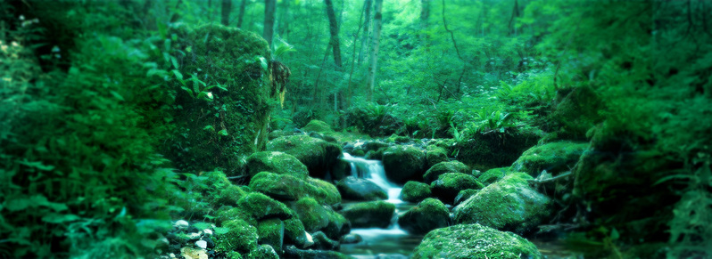 绿色森林背景高清JPG摄影素材，风景图片设计下载专区