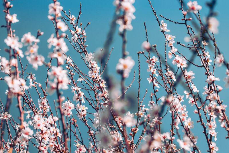 唯美桃花背景图，高清JPG摄影素材，风景设计下载
