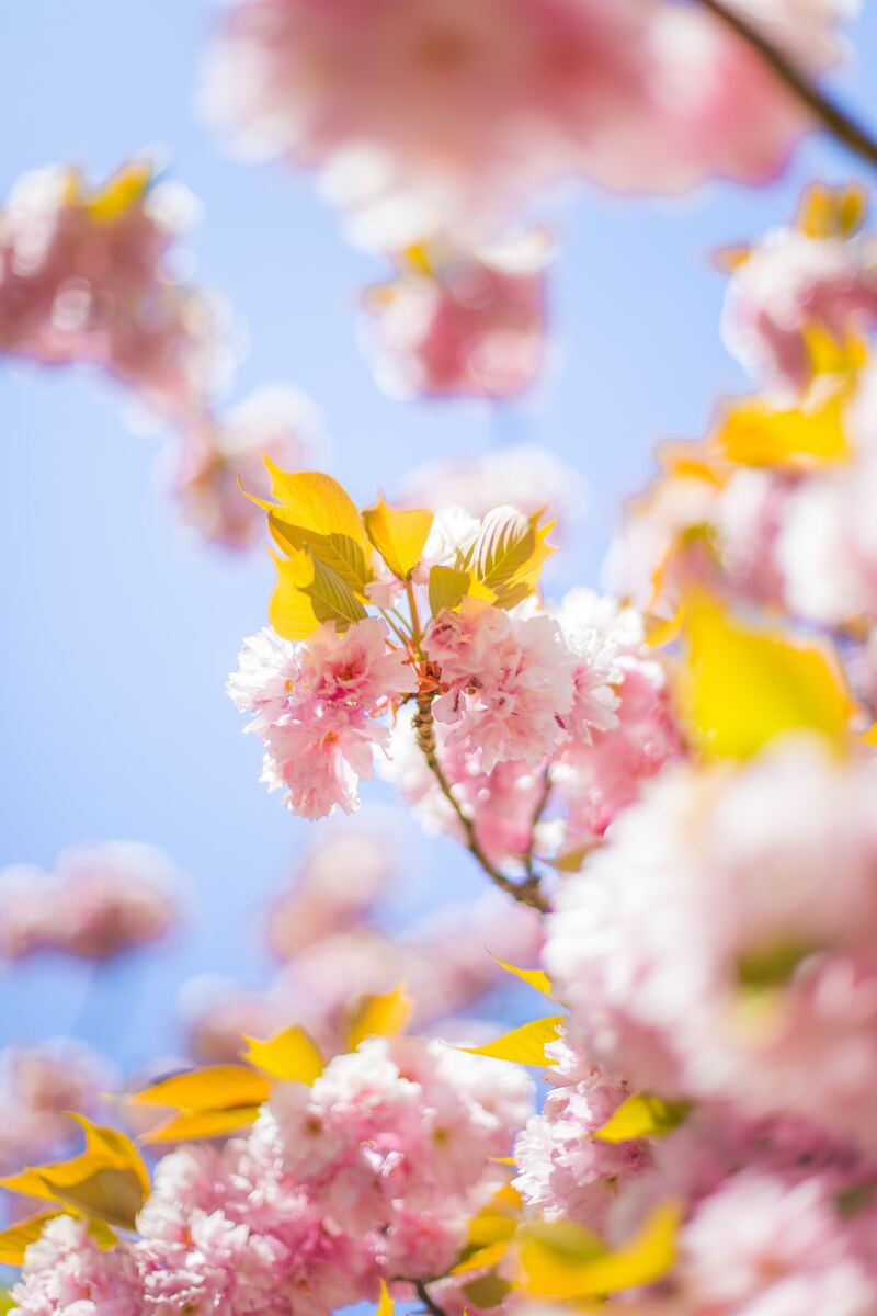 春日花韵，自然野趣10张高清JPG摄影/绝美风景图片设计素材下载
