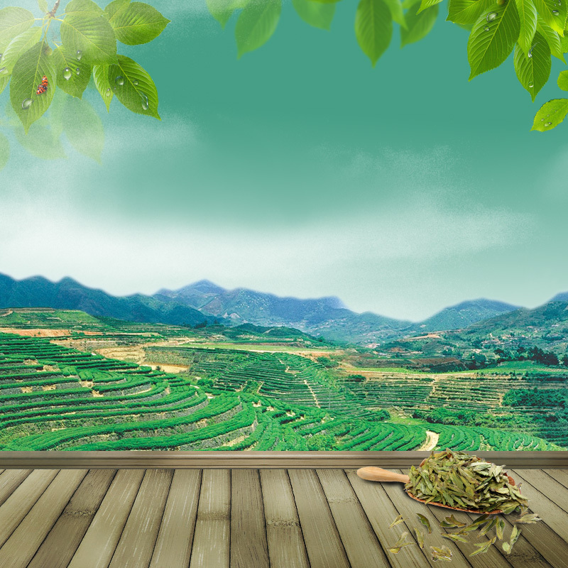 绿色茶园PSD分层背景，高清JPG茶叶图片，摄影美景，PSD设计素材下载