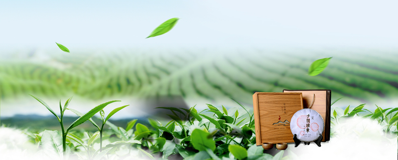 春茶节梯田风光，朦胧绿意文艺Banner，JPG/PSD素材高清下载