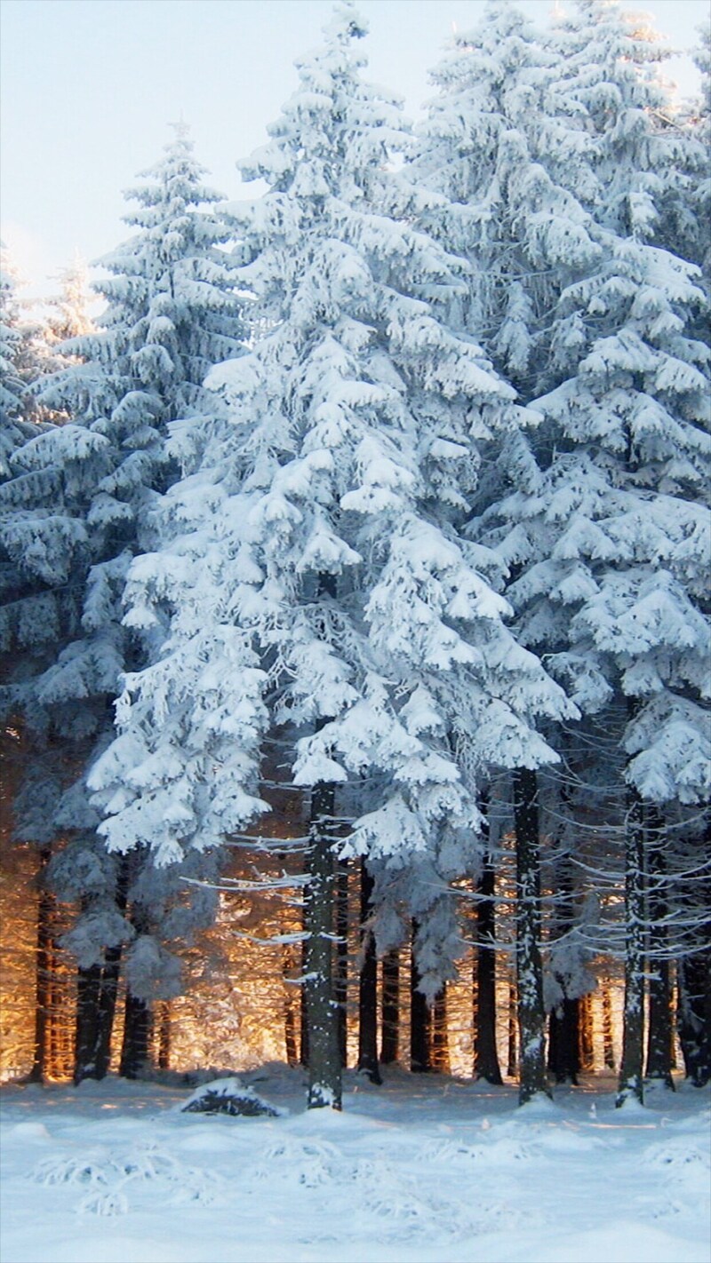 冬季雪景树木H5背景图片，高清JPG摄影素材，风景设计下载