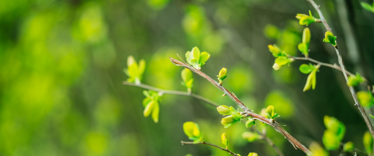 春日绿意盎然，高清护眼4K带鱼屏壁纸，3440x1440超清下载