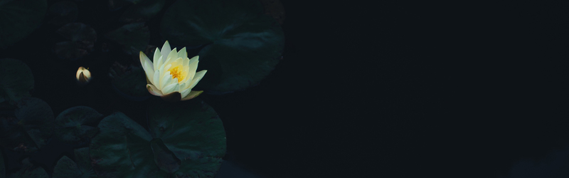 黑夜白莲摄影，高清JPG背景素材，风景图片设计下载