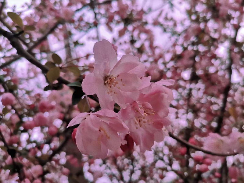 三月春光花卉盛景，高清JPG摄影图片/精美风景设计素材下载
