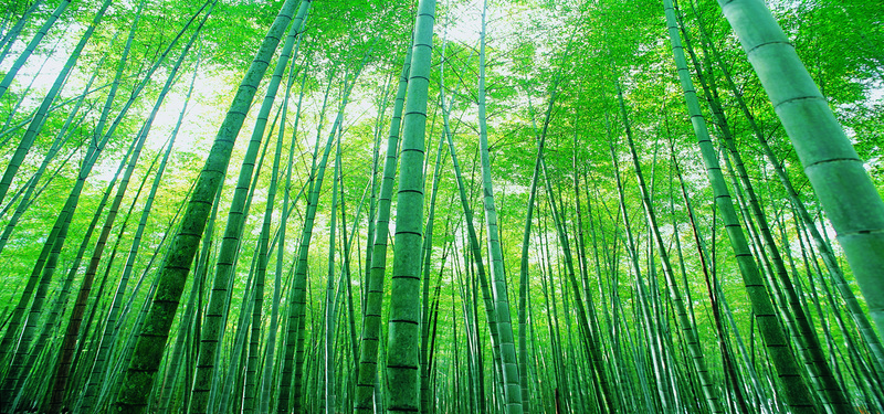 清新竹林美景，高清JPG摄影素材，风景图片下载专区