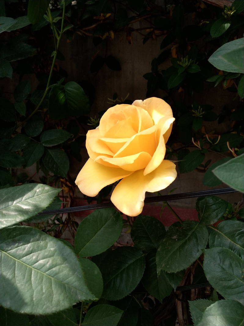 高清黄色月季花JPG图片，摄影美景素材，免费下载