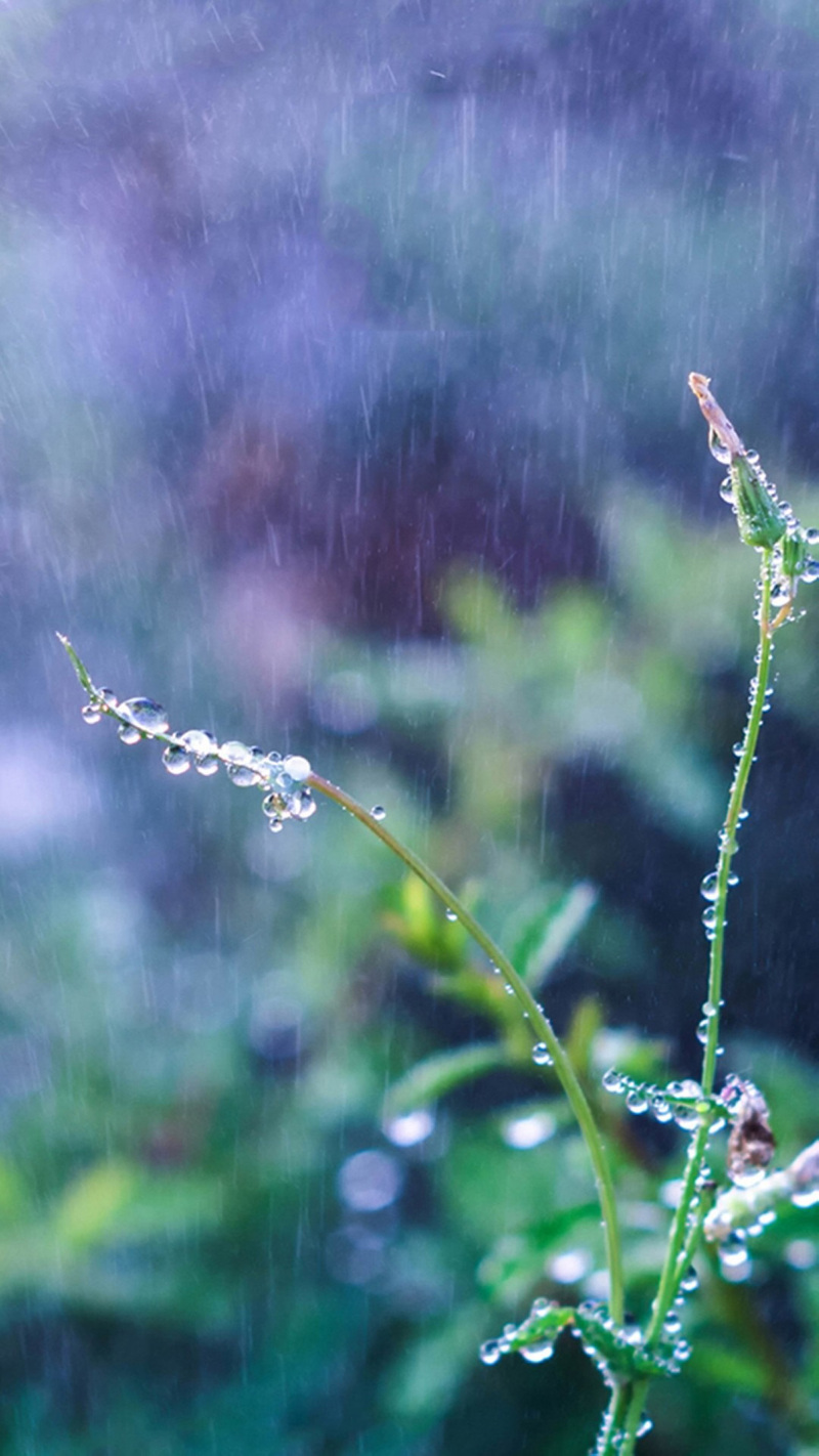 雨露节气绝美风景JPG图片，高清摄影素材，设计必备下载