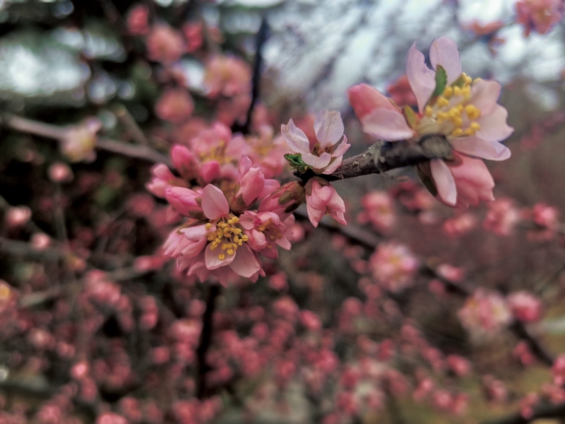 春日花海美景高清JPG摄影素材，风景图片设计免费下载