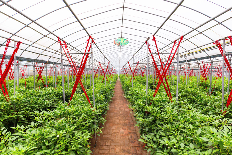 高清蔬菜种植背景JPG摄影图，美观风景素材免费下载