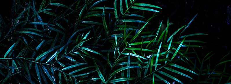高清植物背景图JPG摄影素材，风景图片设计下载