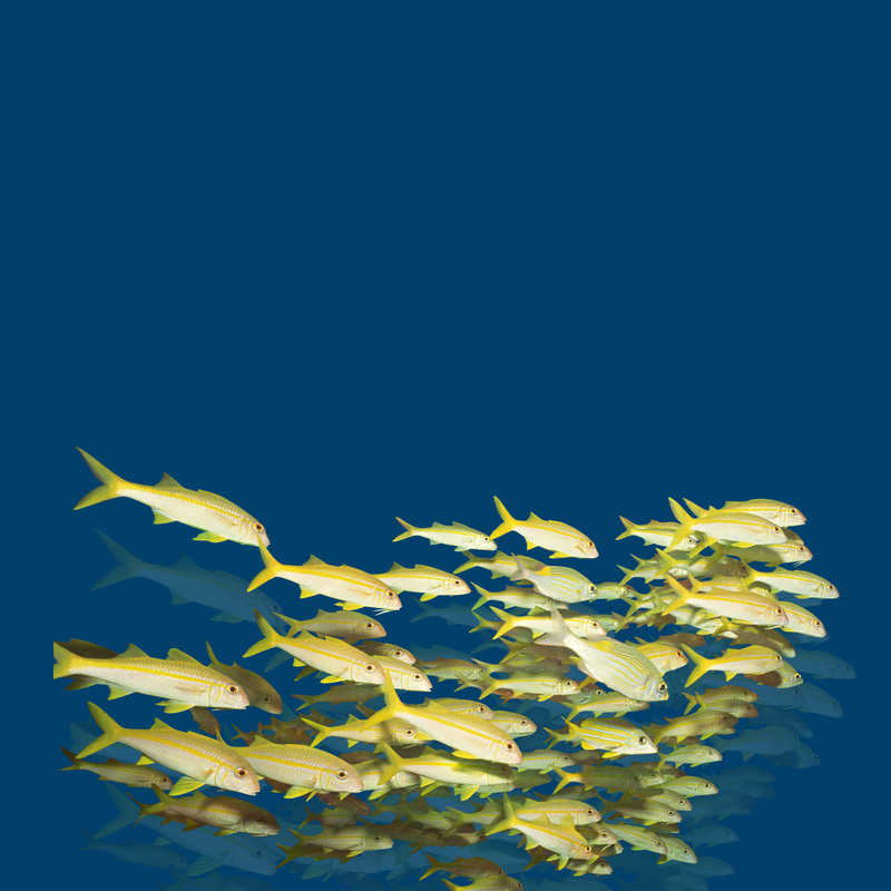 现代蓝色梦幻海洋鱼群背景，高清JPG/PSD设计素材，免费下载
