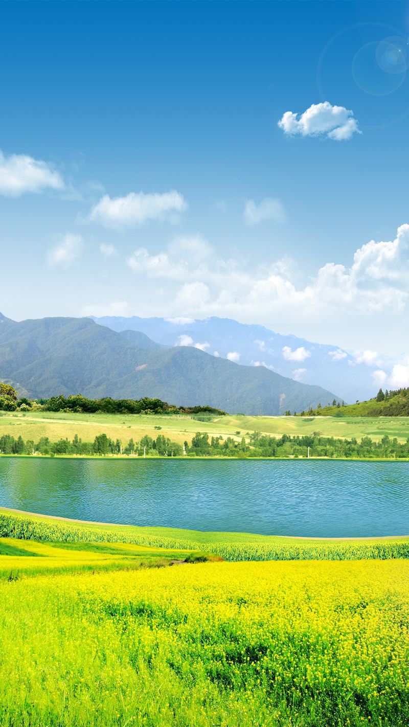 油菜花摄影美景，高清JPG/PSD格式背景素材，免费下载！