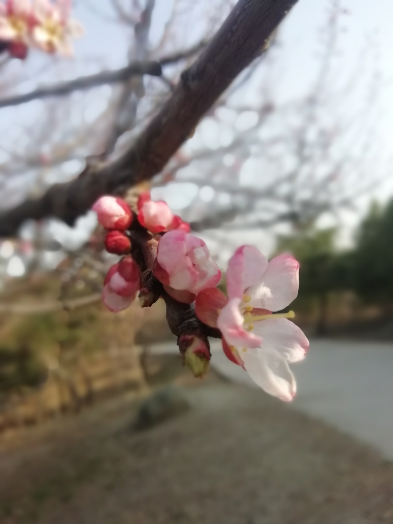 春暖花开时节，绝美风景JPG图片素材，高清下载！