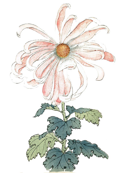 手绘花卉PNG透明图，节日元素设计素材，高清下载